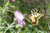 papillon s'aggripant � une fleur de chardon...